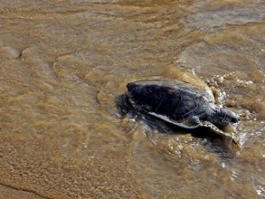 Deniz Kaplumbağaları Araştırma, Kurtarma ve Rehabilitasyon Merkezi (DEKAMER) Müdürü Prof.