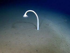 Bilim insanları, Japonya'daki hendeklerin hadal bölgesinde eşi benzeri görülmemiş bir