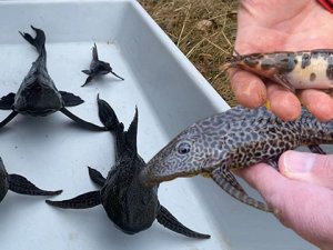 Süveyş Kanalı'nın açılmasıyla başlayan ve deniz suyu sıcaklığındaki artışla hızlanan