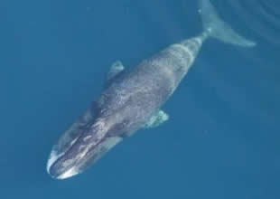 Kendi ömrünü uzatabilen tek hayvan Grönland balinası hem yaşlanmanın hem