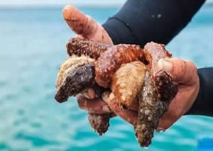 Su Ürünleri Kooperatifleri İzmir Bölge Birliği Başkanı İbrahim Güven, İzmir