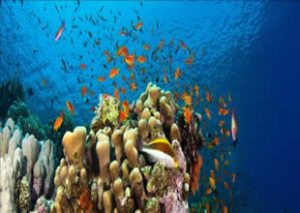 Açık denizlerde biyolojik çeşitliliğin korunmasını hedefleyen BBNJ Anlaşması 17 Ocak'ta