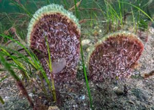 Çevre bilimci Prof. Dr. Mustafa Sarı, İzmit Körfezi girişinde Eskihisar