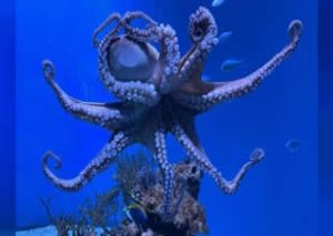 Derin deniz ahtapotu, yavruları için 4,5 yıl boyunca hiç yemek