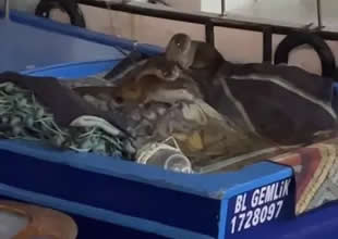 Bursa’nın Gemlik ilçesinde aç kaldıkları tahmin edilen anne su samuru