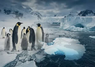 İmparator penguenler ölümcül risk altında Bilim insanları, İmparator penguenlerin her yıl tamamen tüylerini döküp yeniden
