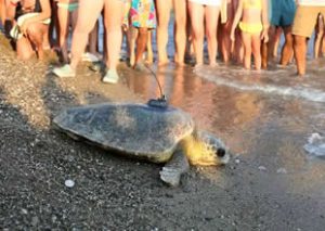 Belek’te doğuştan sağ arka yüzgeci olmayan bir caretta, yuvasını kazamayınca