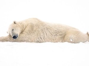 Ülkeye bağlı Svalbard Adaları'nda karada uyuyan bir kutup ayısını geminin