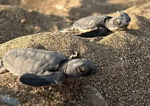 WWF-Türkiye (Doğal Hayatı Koruma Vakfı), 1 Kasım’da gerçekleşecek 48. İstanbul