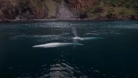 Little Grey and Little White, the two inaugural residents of the world’s first open-water whale sanctuary, have just made their maiden swim in their new home waters. The pair of belugas was released for the first time to experience the […]