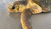 By Zoe Sottile, CNN Officials are baffled after hundreds of loggerhead sea turtles have become stranded on Texas beaches. A record-high total of 282 loggerheads have appeared in Texas between April 1 and August 19, according to a news release […]