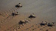 Caretta carettaların Akdeniz’deki en büyük yuvalama alanı Belek sahillerinde, bu yıl yuva sayısı, 2 bin 100’e ulaştı. Bu yuvalardan yaklaşık yüzde 80’i açıldı ve 60 bine yakın yavru denize kavuştu. Antalya’nın dünyaca ünlü Belek Turizm Bölgesi’ni de içine alan Kundu, […]