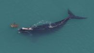 By Nick Russo RICHMOND, Va. (WWBT) – When you’re a young whale exploring the ocean, you have to find ways to keep yourself entertained. A right whale calf was seen in Cape Cod Bay, Massachusetts playing with seaweed during an […]