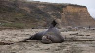 A man was sentenced Monday to three months in federal prison for shooting, killing and mutilating a protected northern elephant seal on the Central California coast near San Simeon. Prosecutors say that 30-year-old Jordan Gerbich did not kill the seal […]