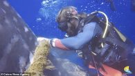 A team of scuba divers recorded their efforts to save a giant whale shark that had become caught in a thick piece of rope. Simone Musumeci and Antonio Di Franca, who run a diving tour agency, had taken a group […]