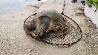 İzmir Büyükşehir Belediyesi İtfaiyesi’ne bağlı dalgıç ekibi Güzelbahçe açıklarında yaralı halde görülen Caretta caretta türü bir deniz kaplumbağasını hızlı bir kurtarma operasyonuyla hayata döndürdü. İhbardan yalnızca 5 dakika sonra ulaşılan kaplumbağa tedavi için İzmir Doğal Yaşam Parkı yetkililerine teslim edildi. […]