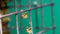 NEW YORK, April 26 — The Mediterranean is one of the marine biotopes most affected by human activity. The renewal of its fish population could be facilitated by Biohuts, invented by Ecocean. Here they show us their installations in the […]