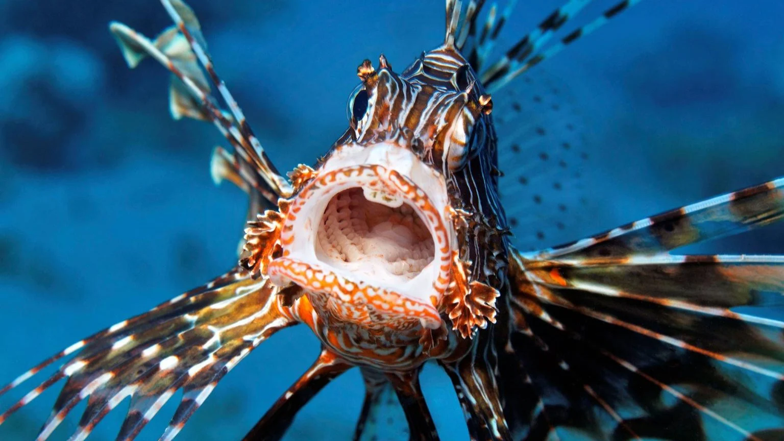 Aslan Balığı,Pterois volitans Hint-Pasifik kökenli bir türdür. Doğal yaşam ortamında