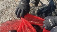 Seferihisar Akarca da 93 kilo deniz patlıcanı ele geçirildi. Seferihisar Deniz Şube Müdürlüğü tarafından yapılan operasyonda avlanması yasak olan deniz patlıcanını toplayan H.S. Ve S.K. Ya 14858₺ cezai işlem uygulandı. Deniz şube müdürlüğü, Denizlerin akciğeri olarak bilinen Deniz patlıcanını koruma […]