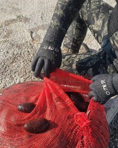 Seferihisar Akarca da 93 kilo deniz patlıcanı ele geçirildi. Seferihisar