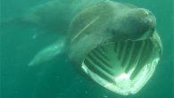 By Tom Bevan A kayaker has captured stunning close up pictures of a shark off the coast of far west Cornwall – which even bumped into his boat. Rupert Kirkwood, 61, is known as the lone kayaker and spends his […]