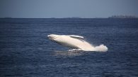 By ELIZA MCPHEE FOR DAILY MAIL AUSTRALIA Australia’s most beloved whale Migaloo may be back sooner than expected after photos surfaced showing a white humpback off the coast of Victoria. The whale was photographed swimming near Cape Schanck off the […]