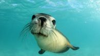 By Melissa Smith Scientists have known that mammals move their whiskers on purpose for sensory purposes, but by observing the behavior of a California sea lion named Lo, a team of researchers recently discovered at least one mammal species uses […]