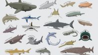 Frequently Asked Question: “Everyone knows that the whale shark is the biggest shark, but what’s the average size of a shark?” Answer: Just over four feet—127 centimeters to be exact—according to data I gathered from my well-worn copy of “Sharks […]