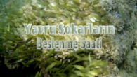 Serbest dalış sırasında çekimlerini yapmış olduğum bu videoda, miniklerin nasıl organize olup senkronize bir şekilde beslendiklerine şahit olacaksınız. Dusky Spinefoot – Gölgeli dikenayak Siganus Luridus (Rüppell 1829) Tavşan balığı,Çarpan, Çırpan,Sokar adıyla da bilinir. İlk kez 1829’da Alman zoolog ve botanikçi […]