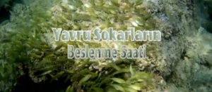 Serbest dalış sırasında çekimlerini yapmış olduğum bu videoda, miniklerin nasıl