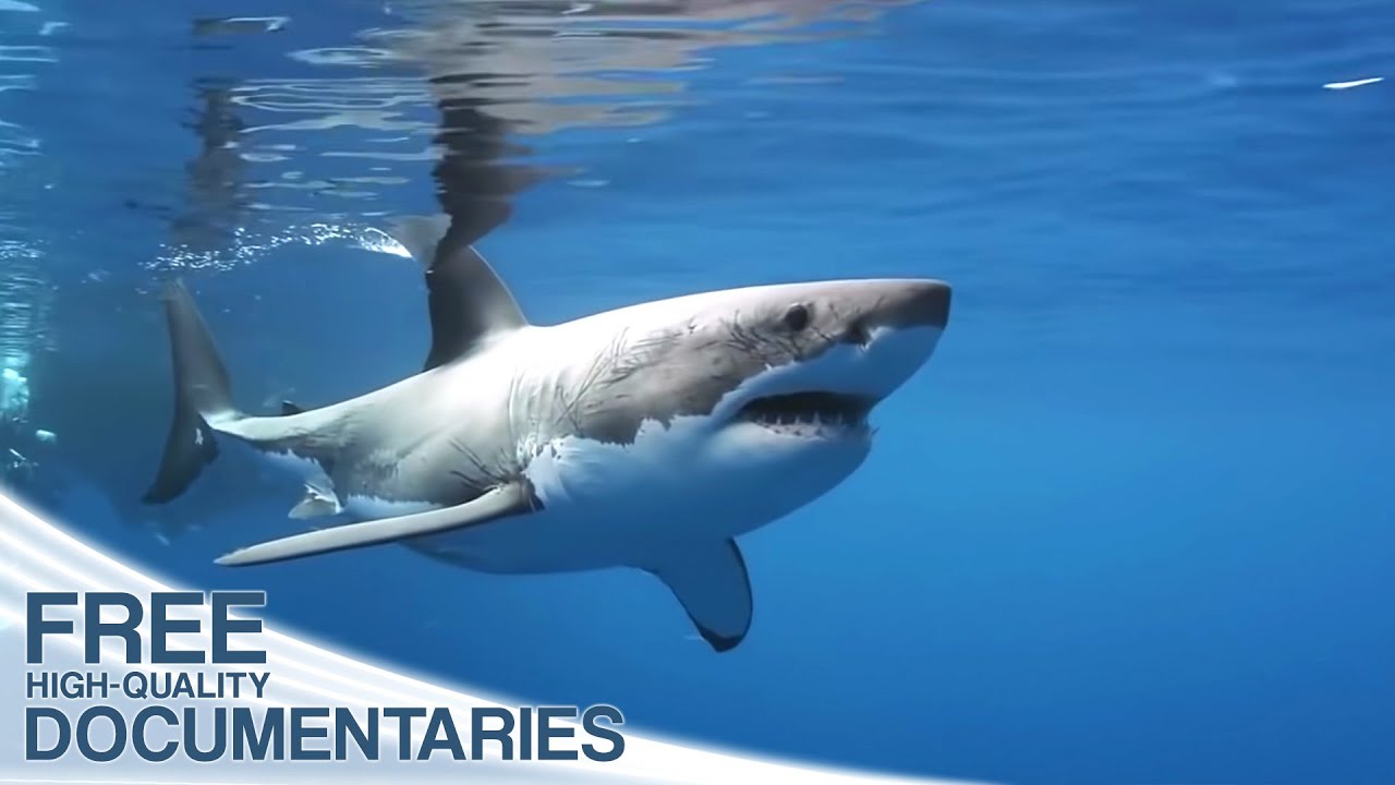 The Pacific Ocean is the largest and deepest of Earth’s
