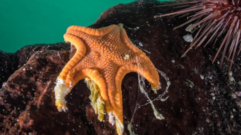 Milyarlarcası eridi! O gizemli hastalığın faili bulundu Son yıllarda milyarlarca deniz yıldızı, “deniz yıldızı erime hastalığı” olarak