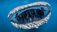 Evans Baudin was announced as the overall winner with his shot of a whale shark swimming in Mexico Another shot showed a multi-coloured wunderpus – a species of octopus – sitting on a palm leaf Overall, the magazine judged 2,636 […]