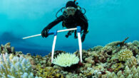 Tiny organisms in the sea play a critical role in a natural cycle that affects global warming. USC Dornsife researchers discover why and build a computer model that predicts the rate of carbon transfer. By Emily Gersema AUSC-led team of […]