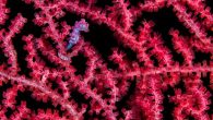 Maximize your time underwater with one of the shyest creatures in the ocean. By Alex Mustard They may be small, but they make a big impression. If you are lucky enough to see a seahorse, the memories will last a […]