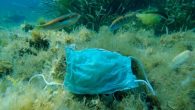 About 1.56 billion face masks entered the ocean in 2020 during COVID pandemic estimates a recent report from the conservation nonprofit OceansAsia. “About six weeks after COVID hit Hong Kong, so late February, we began finding masks” wash ashore on […]