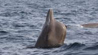 In the late 1800s, the whaling industry was still in its infancy. But limited technology and only basic navigation didn’t stop whalers from across the Arctic from targeting Northern Bottlenose Whales. “Between the early 1900s and the 1950s was the […]