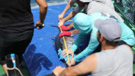 Antalya’nın Alanya ilçesi açıklarında orkinos (Mavi yüzgeçli Atlantik ton) balığının göç güzergahı, üreme ve beslenme alanları hakkında veri toplamak amacıyla 32 orkinos balığına uydu bağlantılı elektronik cihaz takıldı. Uluslararası Atlantik Orkinosunu Koruma Komisyonunun (ICCAT) “Atlantik Geneli Mavi Yüzgeçli Ton Balığı […]