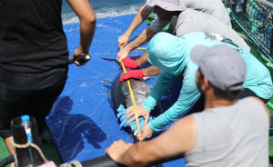 Antalya’nın Alanya ilçesi açıklarında orkinos (Mavi yüzgeçli Atlantik ton) balığının