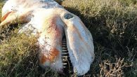 İngiltere sahillerine 20 yıla yakın süredir ilk kez bir katil balina vurdu. Yetkililer yapılan incelemede aç olduğu anlaşılan balinanın midesinden büyük plastik parçaları çıktığını açıkladılar. Doğu sahillerindeki bir tuz bataklığında bulunan 5 metrelik genç katil balinayı inceleyen uzmanlar midedeki plastiğin […]