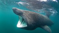 Michael Amos, 20, from Cornwall, was near a paddleboarder when he caught the magic moment on camera The marine and natural history photography student says it has long been a dream of his to snap these sharks ‘Looking back at […]