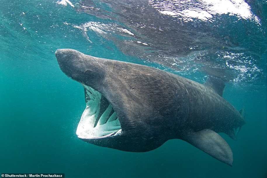 Michael Amos, 20, from Cornwall, was near a paddleboarder when