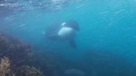 A swimmer’s dip in the ocean took a heartwarming turn as a pair of killer whales separated from their pod to greet him. Logistics marketer Steve Morris was snorkelling with some friends in the Bay of Plenty near Bowentown in […]