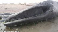 The 60ft blue whale carcass drifted ashore 5,000 miles from its home, near Walvis Bay, Namibia on Tuesday It had a gruesome fin injury and was haemorrhaging blood in several places when it was discovered by locals Local authorities are […]