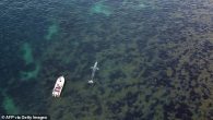 A two-year-old grey whale is lost in the Mediterranean due to global warming Experts say a warming world has opened northern routes in the Arctic The whale, dubbed Wally, should have migrated to the Pacific Ocean Instead, the whale took […]