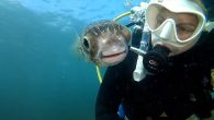Diver took selfie with pufferfish who started following her around in the water Photographer came across the globefish in the Mornington Peninsula, Victoria  It peered into Ms Caseys GoPro as she pointed it towards the pair of them By ALANA […]