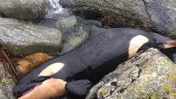 By XANTHA LEATHAM Scientists discovered the chemicals in the body of a baby orca in Norway The team believes the toxic chemicals are passed on as their mothers feed them The chemicals were recorded at levels beyond the threshold for […]