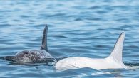 The white dolphin was spotted among a pod of 40 Risso’s dolphins It remains unclear whether it’s a true albino or whether it has leucism The crew said they had only encountered the dolphin twice before, once last summer and […]