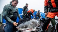 Researchers warn beachers that four giant white sharks, including a giant 16-foot shark called Mary Lee, are heading from New York and New Jersey to Cape Cod. Professional shark tagger warns beach fans in the tri-state area of ​​four giant […]