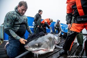 Researchers warn beachers that four giant white sharks, including a